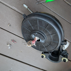 A dead mouse found inside an HVAC blower motor, indicating a repair job by Speedy Nelson HVAC Repair in Durham, NC.