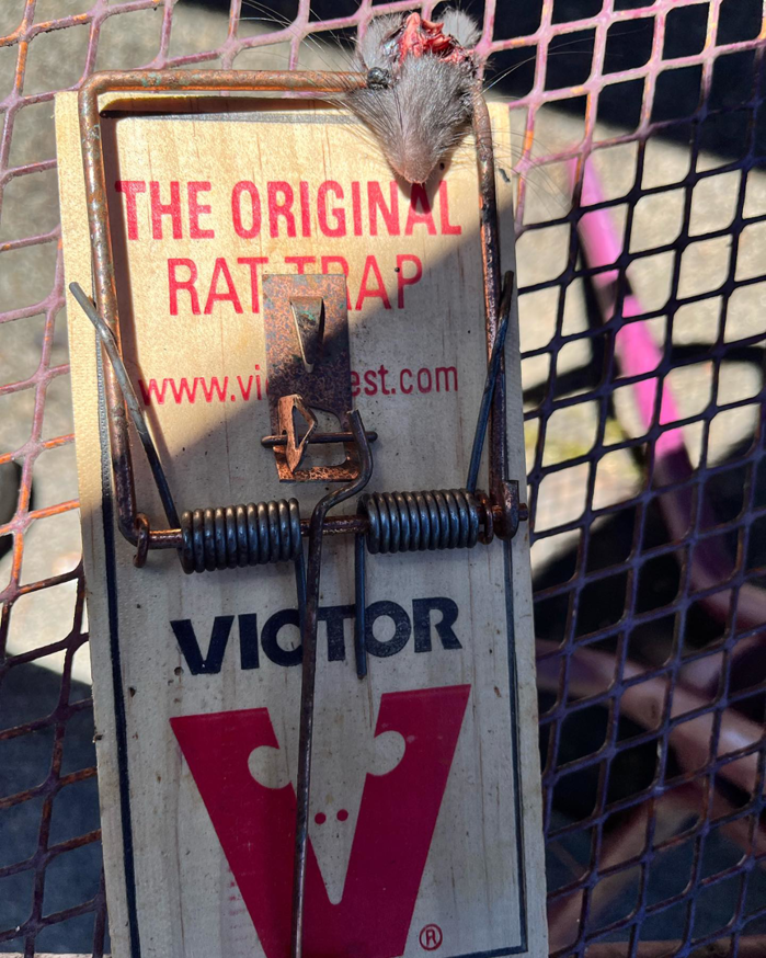 A dead mouse caught in a Victor rat trap by Frost Integrated Pest Management in Portland, OR.