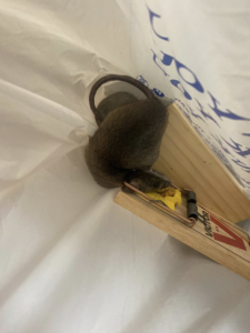 A dead mouse caught in a snap trap, demonstrating effective rodent control by Illuminating Pest Control in Johns Creek, GA.