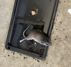 A dead mouse caught on a glue trap, demonstrating effective rodent control by Nex Pro Pest Control in Atlanta, GA