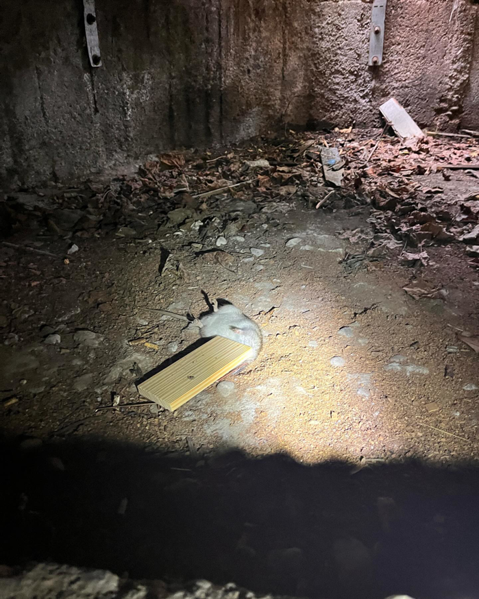 A dead mouse found on the ground during a pest inspection by Frost Integrated Pest Management in Portland, OR.