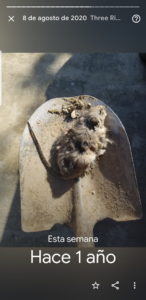 A dead mouse on a shovel, indicating successful rodent control by jsantanapestcontrol in Bakersfield, CA.