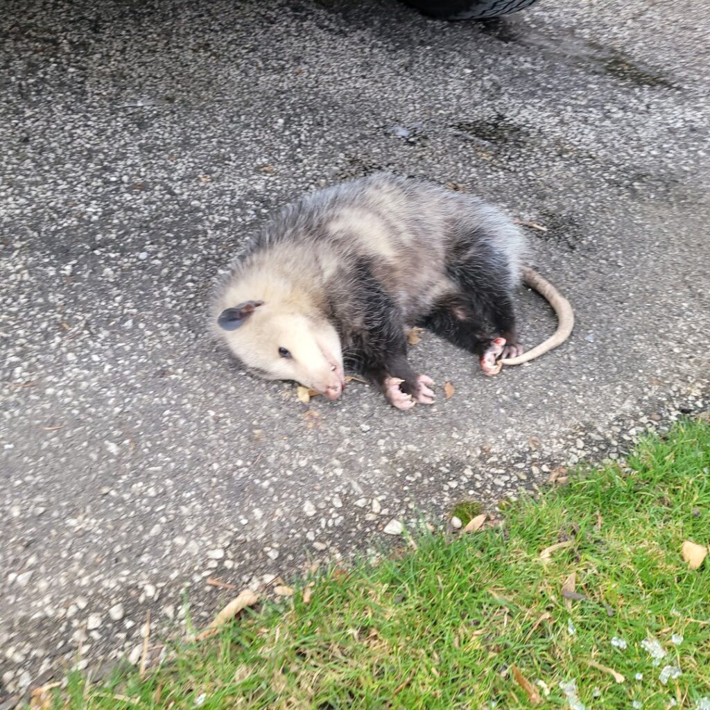 A deceased opossum found on asphalt, indicating a removal service by JB Wildlife & pest removal in Northfield, OH.