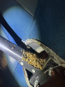 A pile of dead pests, possibly bed bugs, found on a chair frame by Complete Termite & Pest Control in Mason, OH.