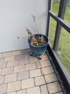 Dead potted plant on a patio, potentially suffering from pests or disease, needing care from EPLS in Orlando, FL.