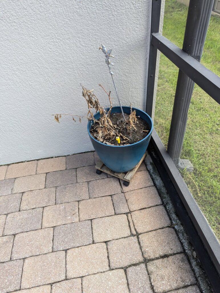 Dead potted plant on a patio, potentially suffering from pests or disease, needing care from EPLS in Orlando, FL.