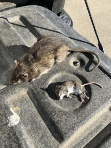 A dead rat and a dead mouse on a truck bed, showing successful rodent control by Herman Pest Control Services in Minot, ND.