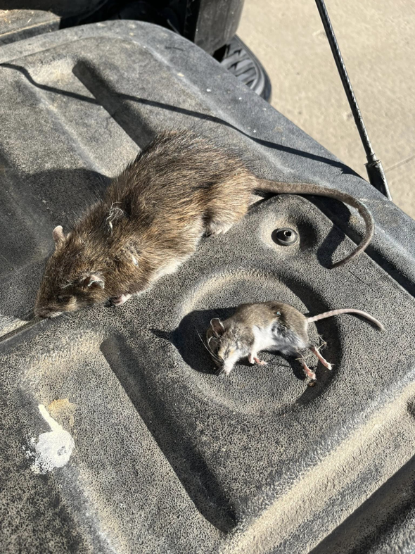 A dead rat and a dead mouse on a truck bed, showing successful rodent control by Herman Pest Control Services in Minot, ND.