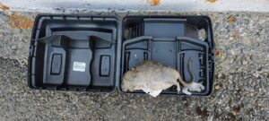 A dead rat found inside a rodent bait station, demonstrating effective pest control by OutLook Pest Management in Canby, OR.