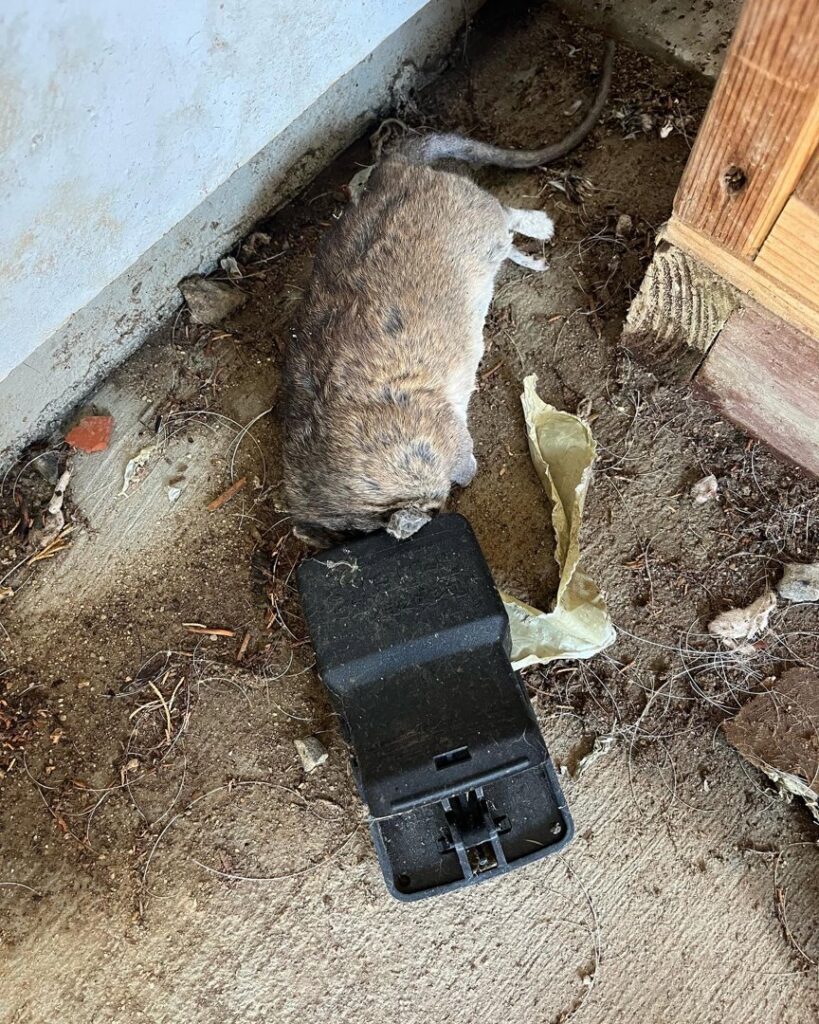 A dead rat caught in a snap trap, demonstrating effective rodent control by Ark Pest Management in Anaheim, CA.