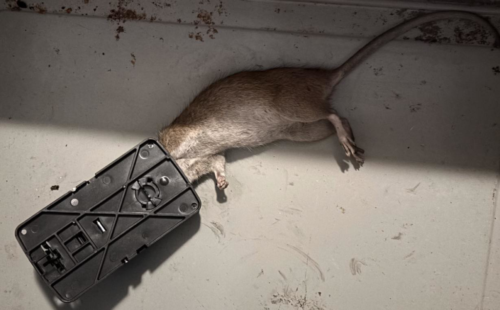 A dead rat caught in a snap trap, demonstrating effective rodent control by Go Go Pest Control, LLC in Wintersville, OH.