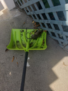 A dead rat on a green shovel, illustrating effective pest removal services by Ya Bugging Pest Solutions in Quincy, MA.