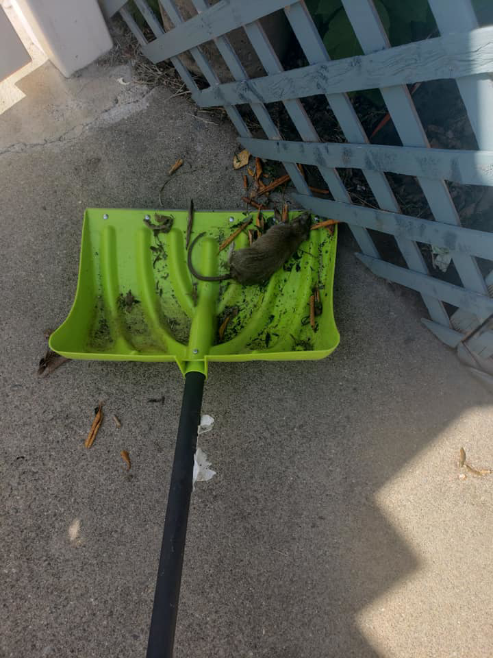 A dead rat on a green shovel, illustrating effective pest removal services by Ya Bugging Pest Solutions in Quincy, MA.