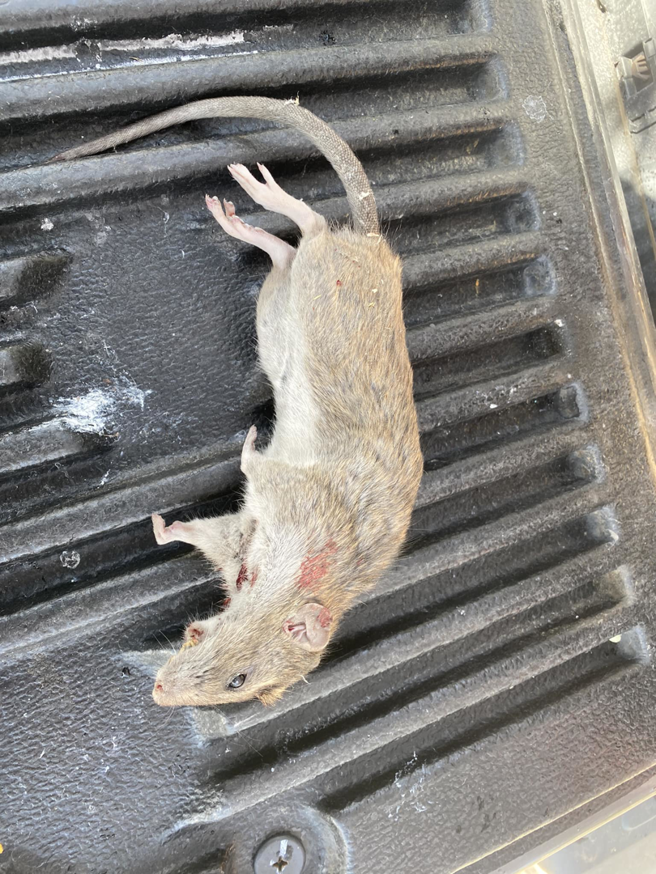 A dead rat, showing successful pest control by Garcia Pest Management in Denver, CO.