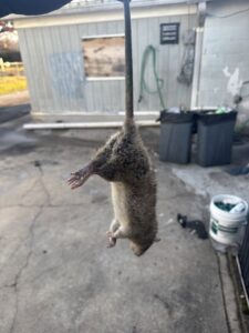A large dead rat held by its tail, successfully removed during a pest control job by Charm City Pest Control Solutions LLC in Baltimore, MD.