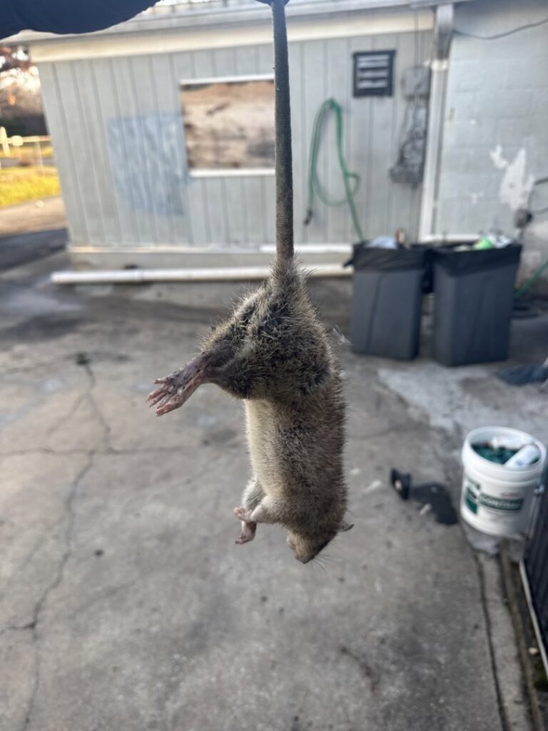 A large dead rat held by its tail, successfully removed during a pest control job by Charm City Pest Control Solutions LLC in Baltimore, MD.