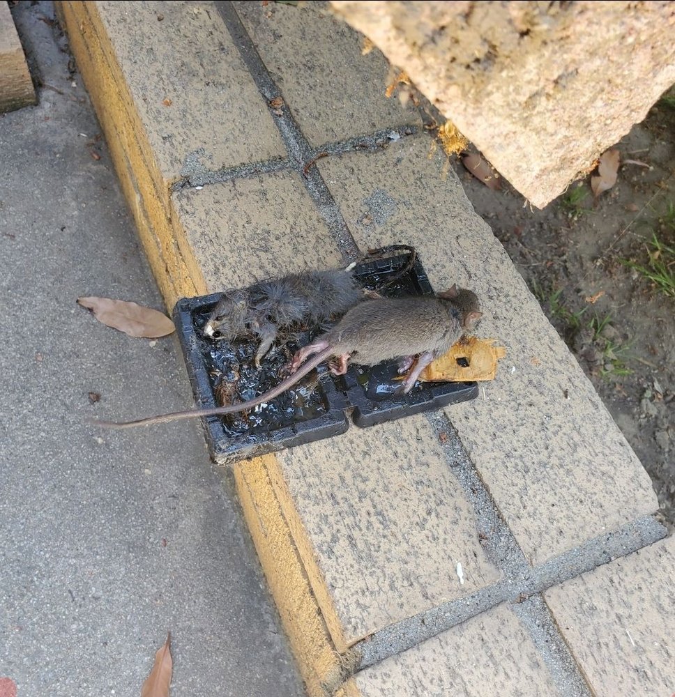 Two dead rats caught in an outdoor glue trap, demonstrating effective rodent control by Mecaf Termite and Pest Control in Long Beach, CA