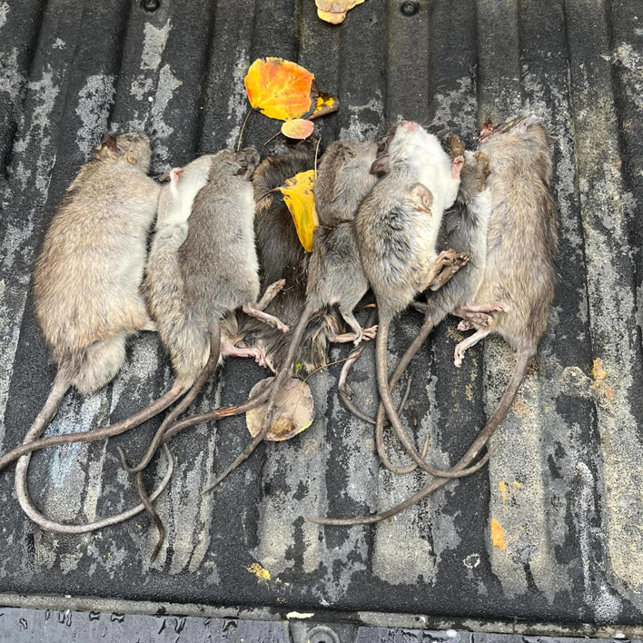 Several dead rats from a successful rodent extermination job by Rogue Valley Extermination & Pest Control in Medford, OR.