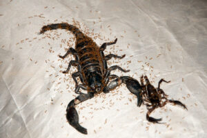 A dead scorpion covered in ants, indicating a pest problem addressed by SWAT It Pest Control in Tempe, AZ.