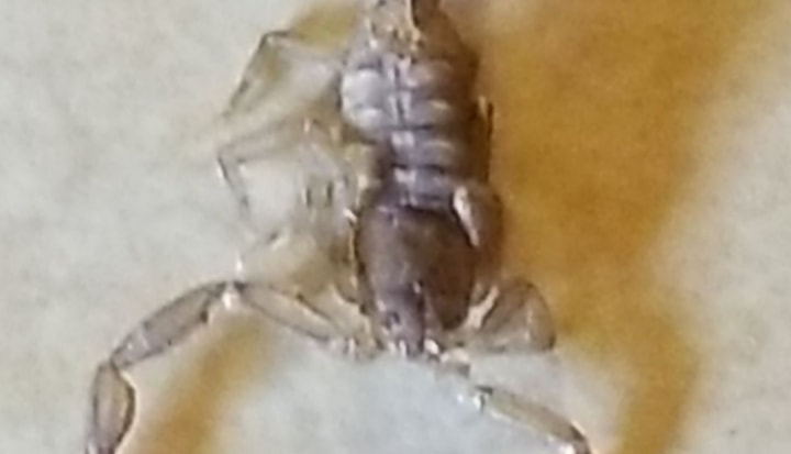 A close-up of a dead scorpion, indicating successful pest control by jsantanapestcontrol in Bakersfield, CA.