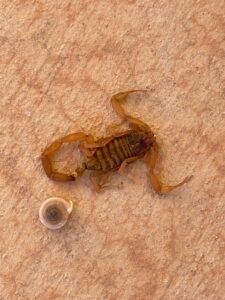 A dead scorpion on a tiled surface, indicating successful pest control by Reliable pest control solutions in Hannibal, MO