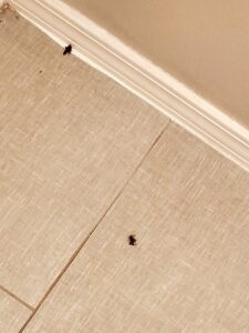 Two dead scorpions on a tiled floor, indicating successful pest control by Moxie Pest Control Bentonville in Springdale, AR.