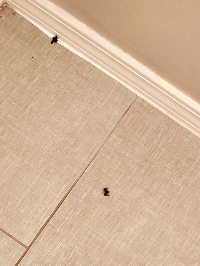 Two dead scorpions on a tiled floor, indicating successful pest control by Moxie Pest Control Bentonville in Springdale, AR.