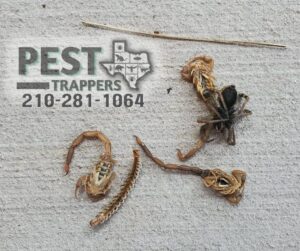 Dead spider, scorpion, and centipede on concrete, showing successful pest control by Pest Trappers in San Antonio, TX.
