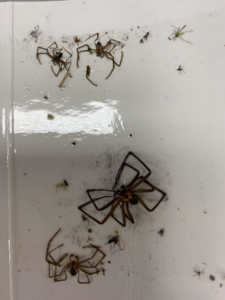 Dead spiders and various insects collected on a trap, demonstrating effective pest control by SafeWay Pest Control in Johnson City, TN.