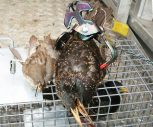 Two dead starlings found in a trap by Wildlife Removal Pro Utica, NY, during a bird control service.