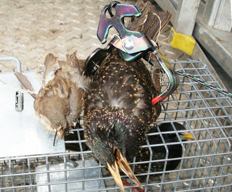 Two dead starlings found in a trap by Wildlife Removal Pro Utica, NY, during a bird control service.