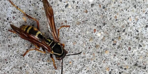 A dead wasp lying on a concrete surface, indicating a past or present pest issue in Wayzata, MN.