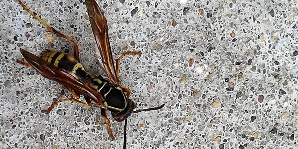 A dead wasp lying on a concrete surface, indicating a past or present pest issue in Wayzata, MN.