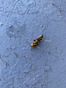 A dead wasp on a blue painted surface, showing evidence of pest control by Pura Pest Control in Greenville, SC