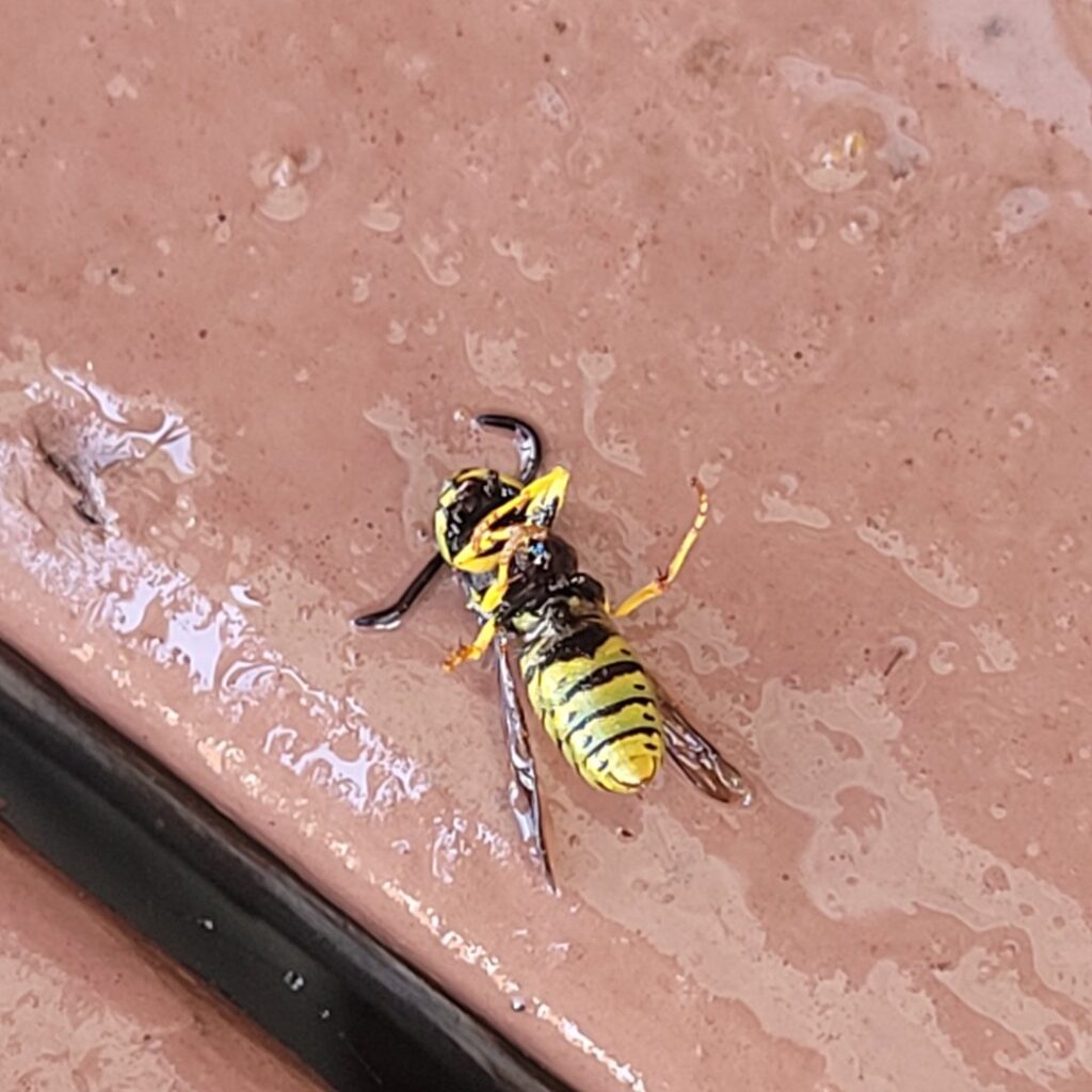 A dead wasp on a surface, indicating successful pest control by JB Wildlife & pest removal in Northfield, OH.