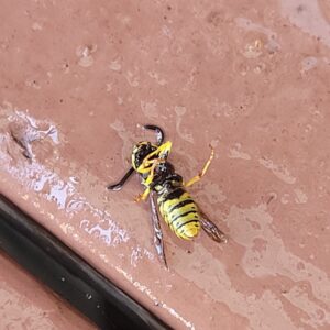 A dead wasp on a surface, indicating successful pest control by JB Wildlife & pest removal in Northfield, OH.