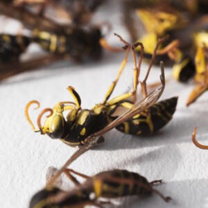 A close-up image of a dead wasp, illustrating insect pest control services from Star Pest Control in Idaho Falls, ID.