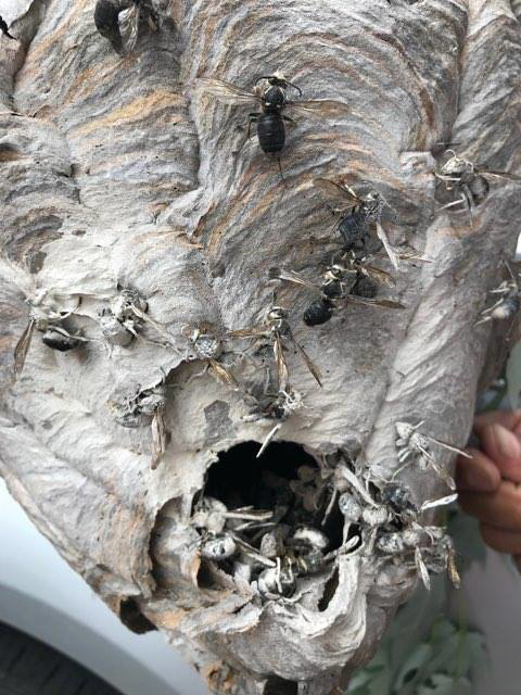 A large wasp or hornet nest with many dead insects after treatment by Elite Pest Control, LLC in Philadelphia, PA.