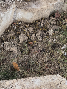 Numerous dead wasps scattered on the ground near concrete, showing the results of a pest control treatment by BAM Pest Control in Sandy, UT.