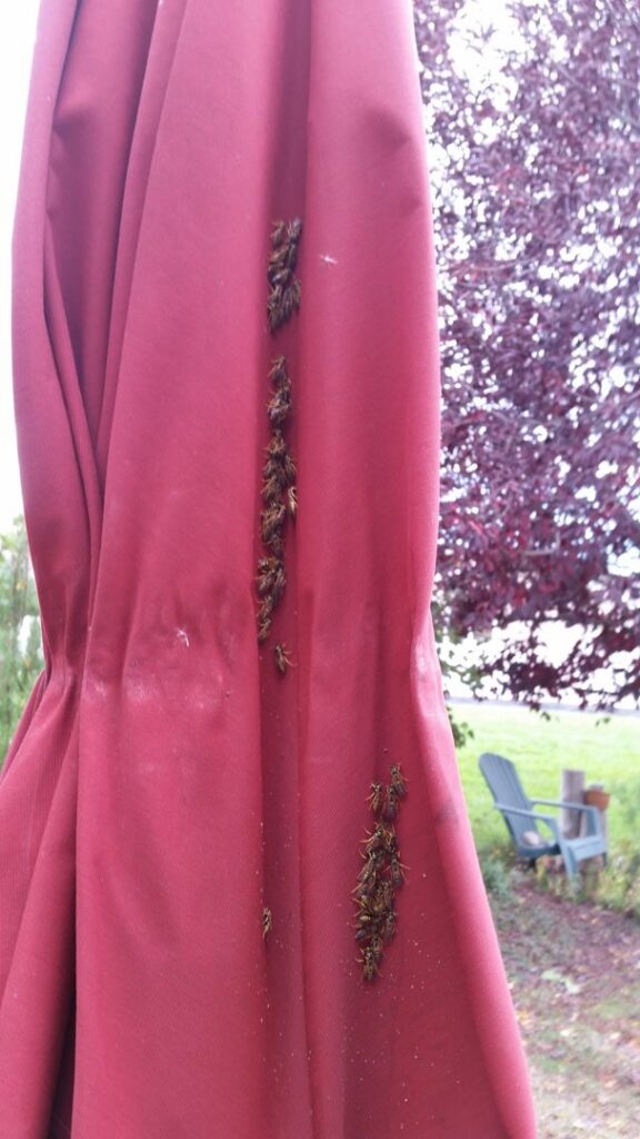 Numerous dead wasps or yellow jackets collected on a red patio umbrella, indicating a successful pest control treatment by Front Range Pest Control of Ft. Collins Inc. in Fort Collins, CO.