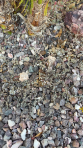 Dead weeds on gravel, showing the effective results of weed control service by Madrid's Termite & Pest Control in Peoria, AZ.