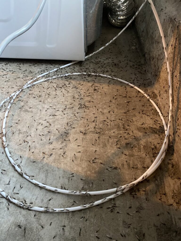 Numerous dead winged insects, possibly termites or ants, on a concrete floor after pest treatment by Orkin Therm Insulation in Harrisburg, PA.