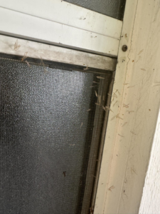 Close-up of dead winged insects on a window screen, showing a pest infestation needing PM Pest Control in Glendale, AZ.