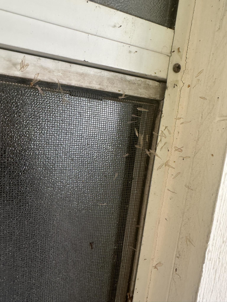 Close-up of dead winged insects on a window screen, showing a pest infestation needing PM Pest Control in Glendale, AZ.