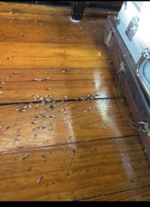 Dead winged termites or ants scattered on a wooden floor, indicating a pest problem addressed by Orkin Therm Insulation in Harrisburg, PA.