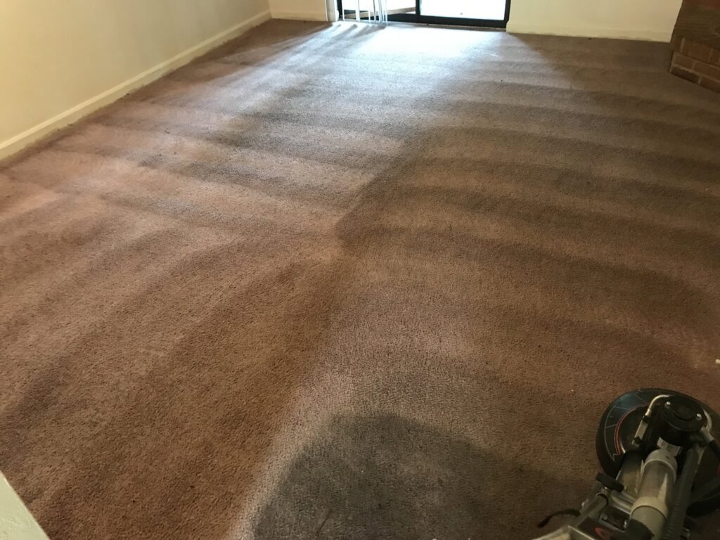 Deep carpet cleaning in progress, showing clean stripes on a brown carpet by Todd White Carpet Care LLC in Tallahassee, FL.