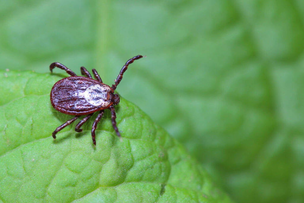 A close-up of a deer tick on a vibrant green leaf, representing a common pest problem for Ares Pest Control in Biddeford, ME.