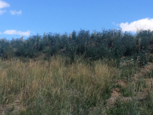 A hillside covered in dense, bushy vegetation, representing an area for brush control by A2Z Vegetation and Pest Management in Pocatello, ID