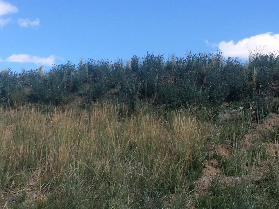 A hillside covered in dense, bushy vegetation, representing an area for brush control by A2Z Vegetation and Pest Management in Pocatello, ID
