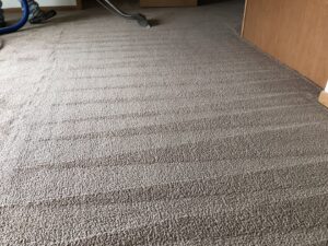 Clean carpet with diagonal vacuum lines after professional service from Sam I Am Carpet Cleaning in Rossville, IN.